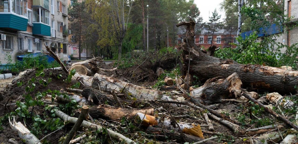 Более 150 деревьев вырубят в Комсомольске-на-Амуре