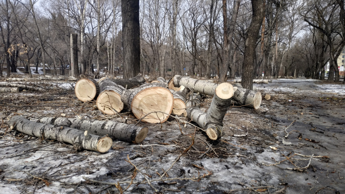 Власти Хабаровска систематизируют работу по уборке опасных деревьев