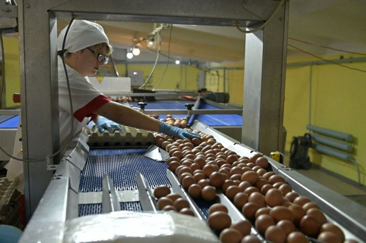 Птицефабрика Комсомольска-на-Амуре наращивает производство куриных яиц