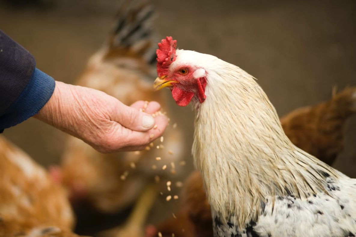 Птичий грипп может уничтожить всех кур птицефабрики «Комсомольская»