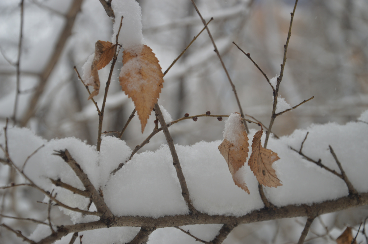 Передышка будет короткой: на Хабаровский край смещается новый циклон