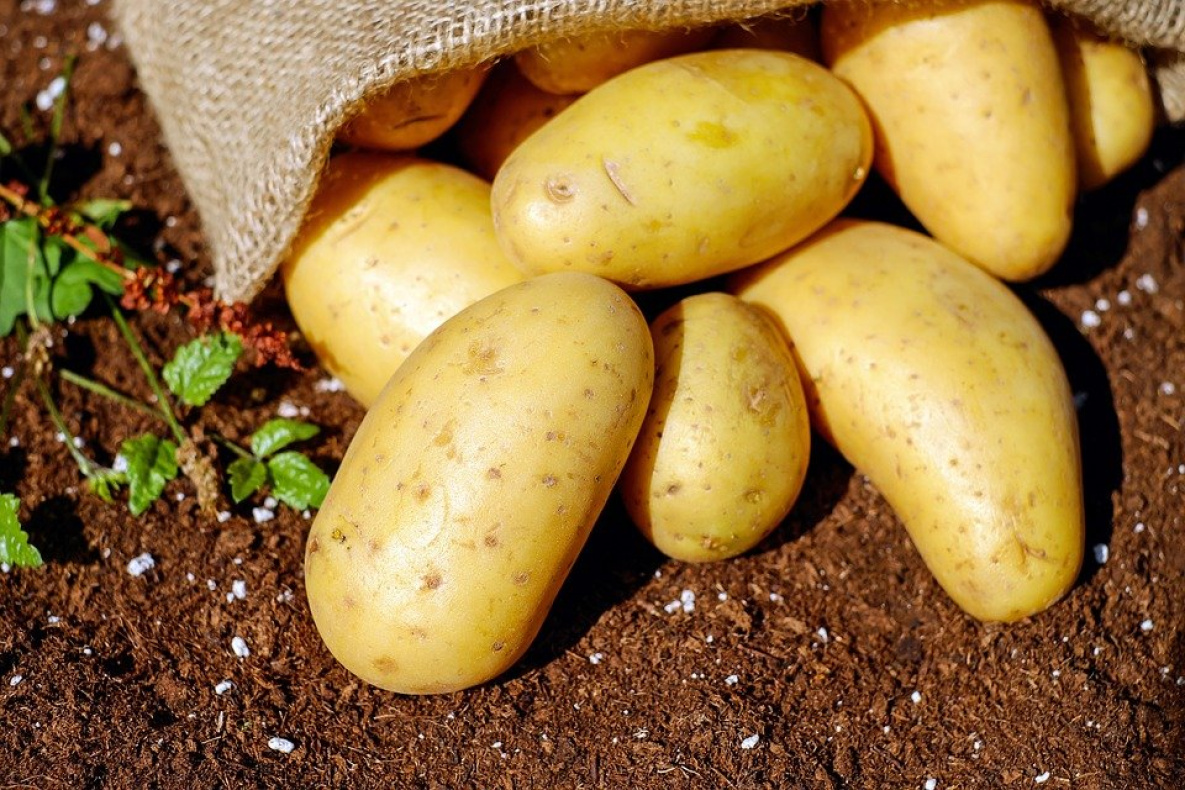 Хабаровский край снижает зависимость от завозного картофеля