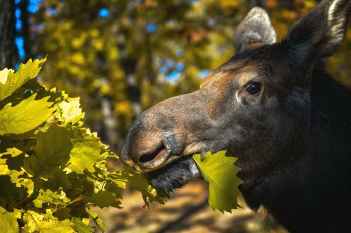 Зоосад «Приамурский» в Хабаровске переходит на новое расписание
