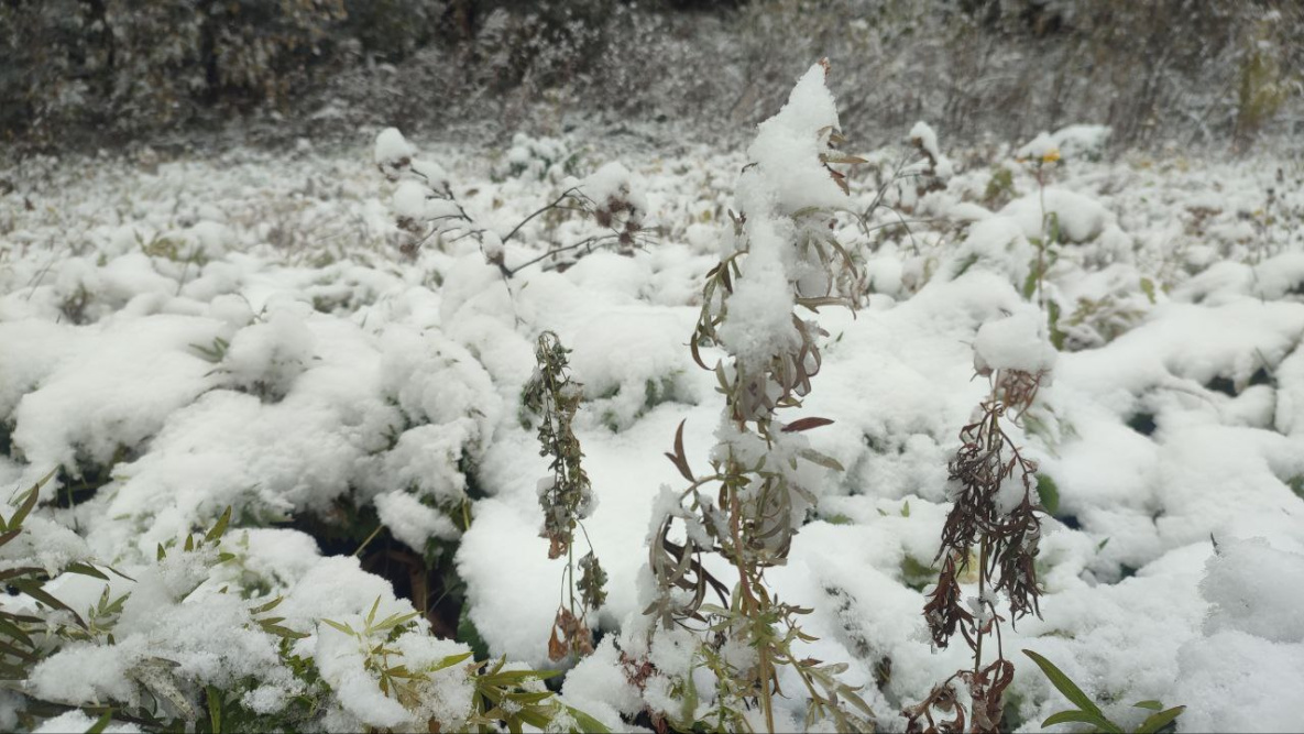 За циклоном циклон: в Хабаровском крае вновь ожидается непогода