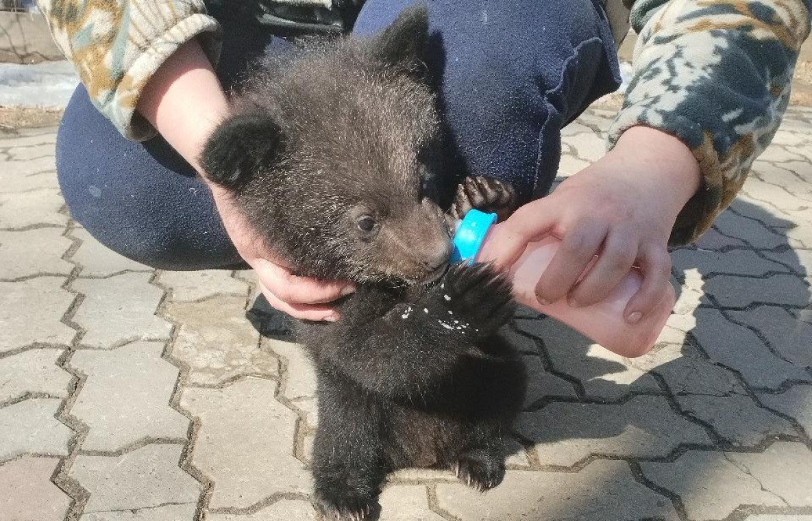 Неизвестные подкинули в зооцентр Комсомольска гималайского медвежонка