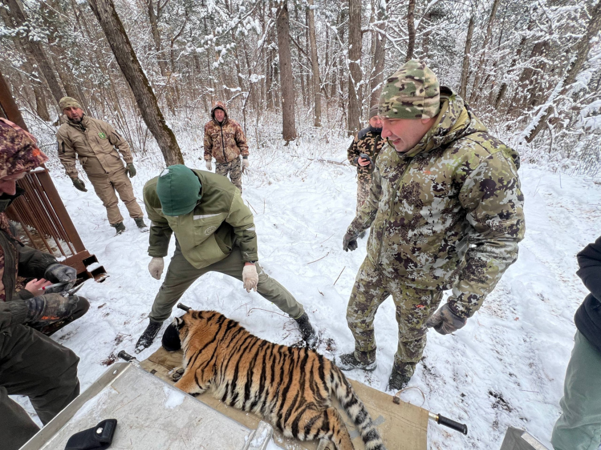 Две тигрицы из Хабаровского края получили «прописку» в Москве