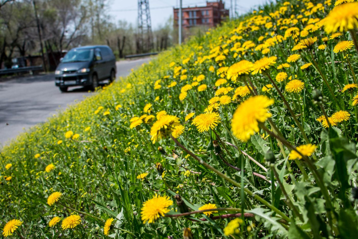 Лето в Хабаровском крае греет, но не везде