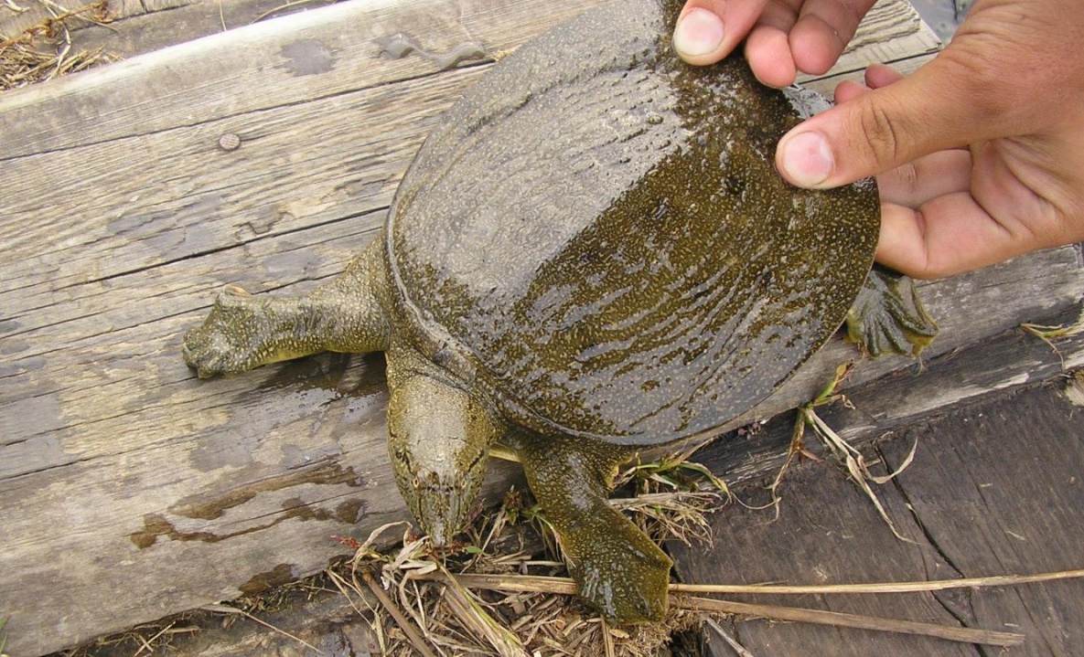 В Хабаровском крае планируют спасти от гибели черепах