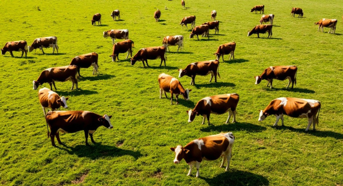 За коровами хабаровских фермеров проследят с воздуха