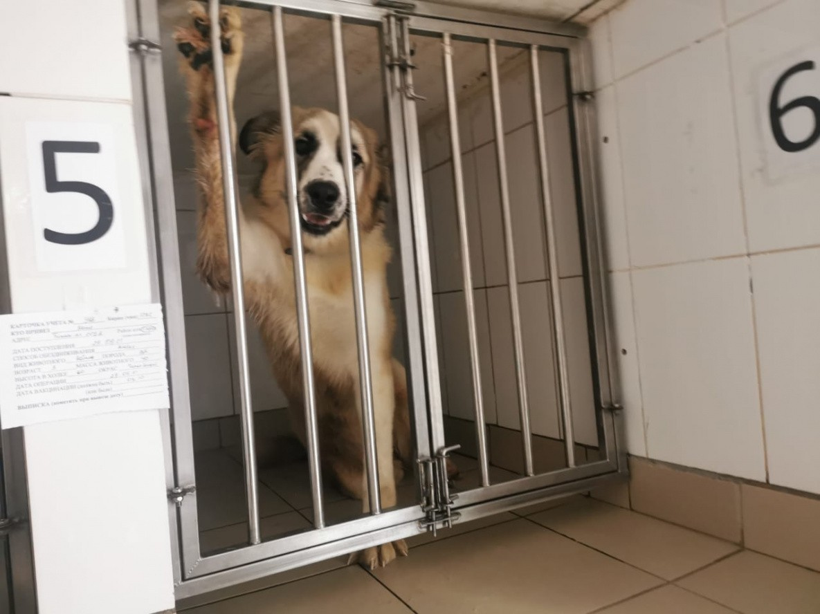 Власти Хабаровска в 2022 году планируют отловить около 900 бездомных собак