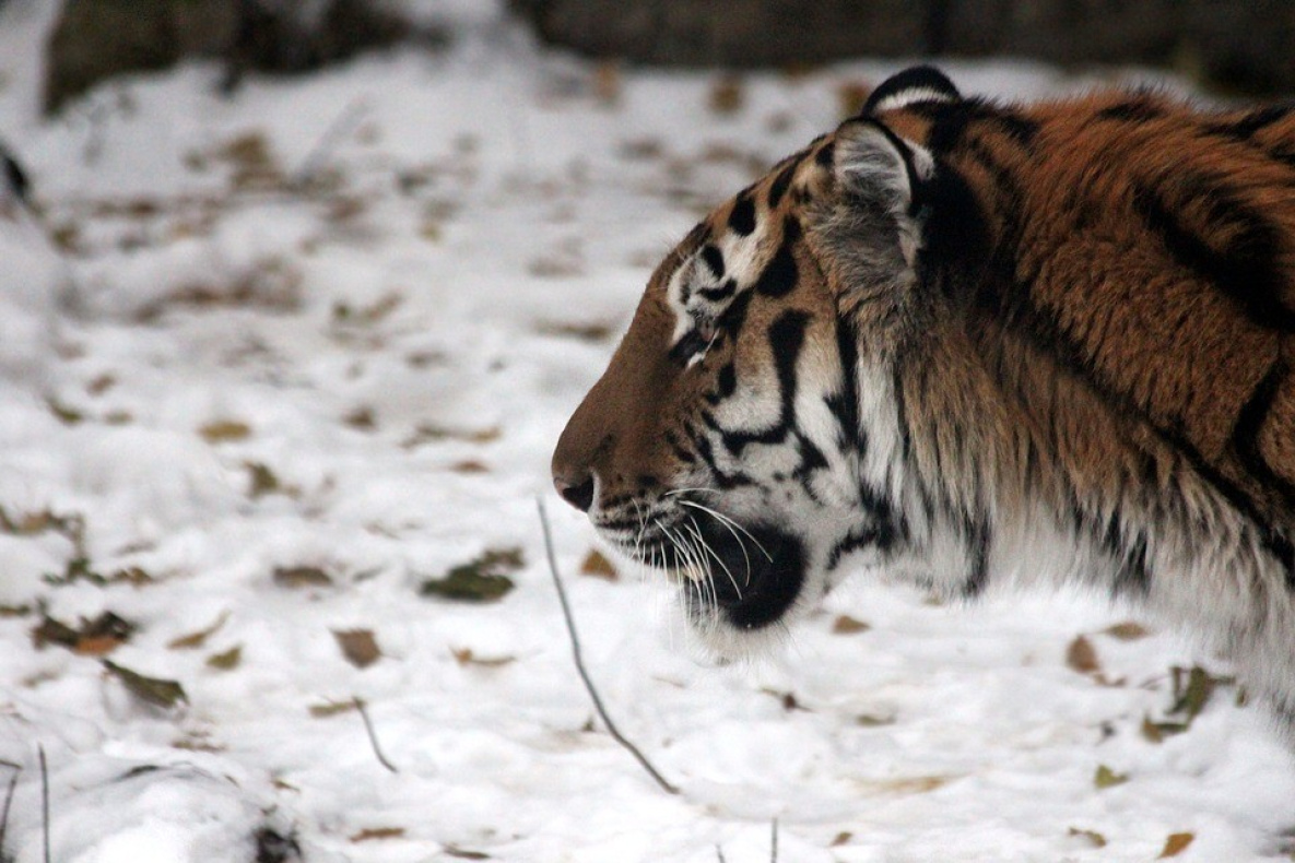 Задавившего собак тигра отлавливают в пригороде Хабаровска