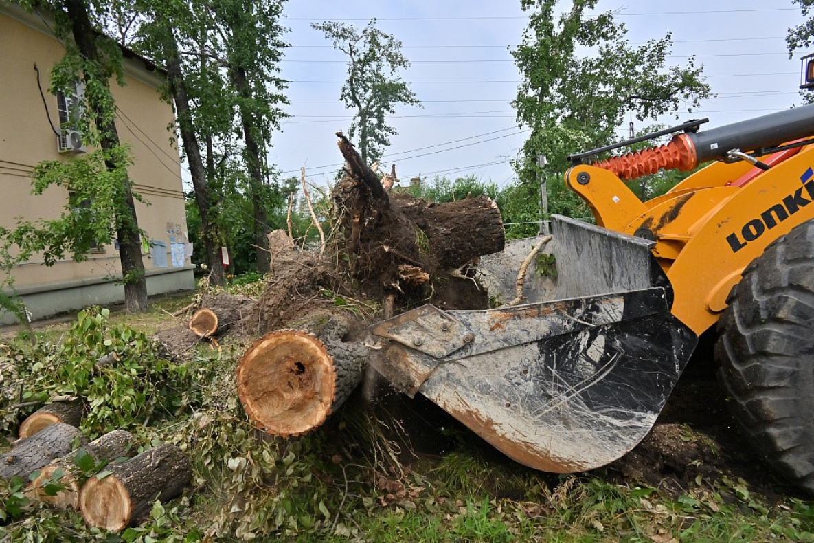 Как убрать опасное дерево во дворе дома в Хабаровске?