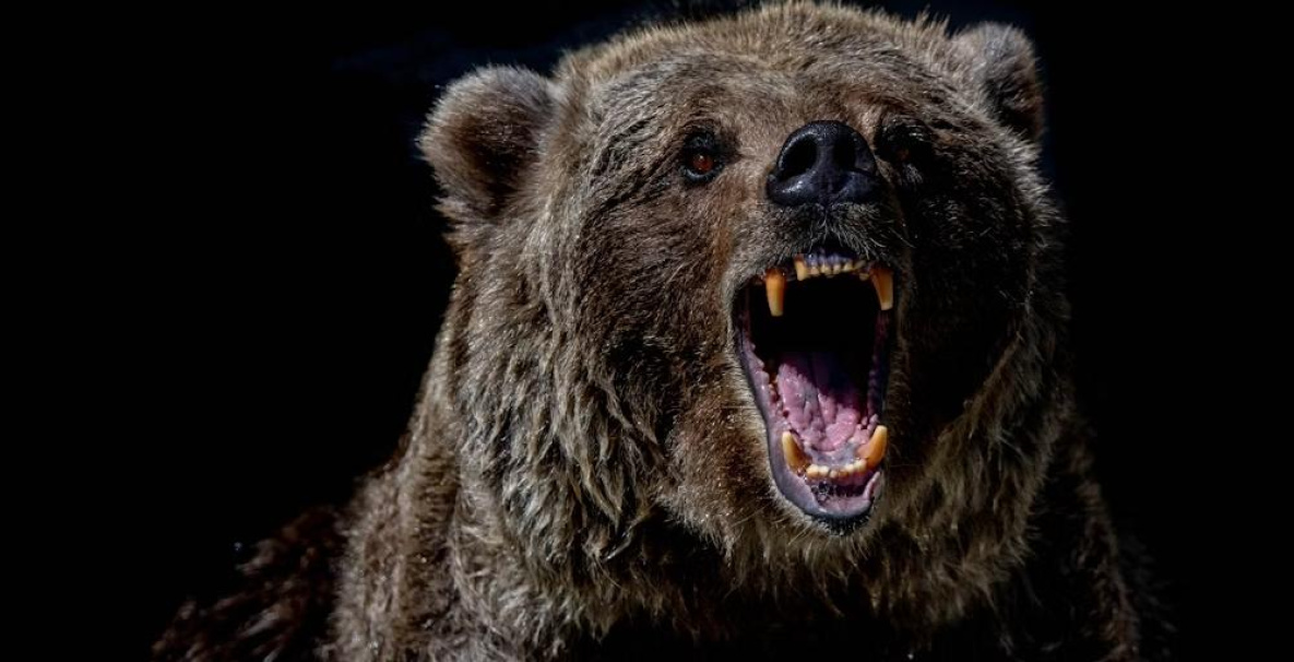 В Николаевске-на-Амуре застрелили зачастившего на кладбище медведя