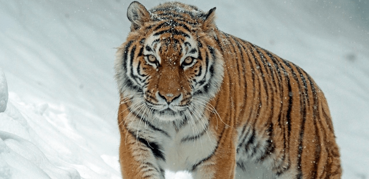 Охотоведы ведут поиски тигра у посёлка Джонка Хабаровского края