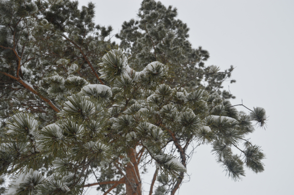 Плюсовая погода вернётся в Хабаровский край
