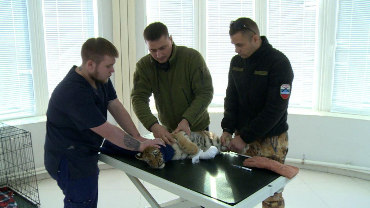 Спасённому тигрёнку сделали операцию в Хабаровске | 09.11.2023 | Хабаровск  - БезФормата