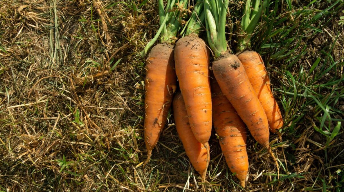 В Хабаровском крае обнаружена морковь с нитратами