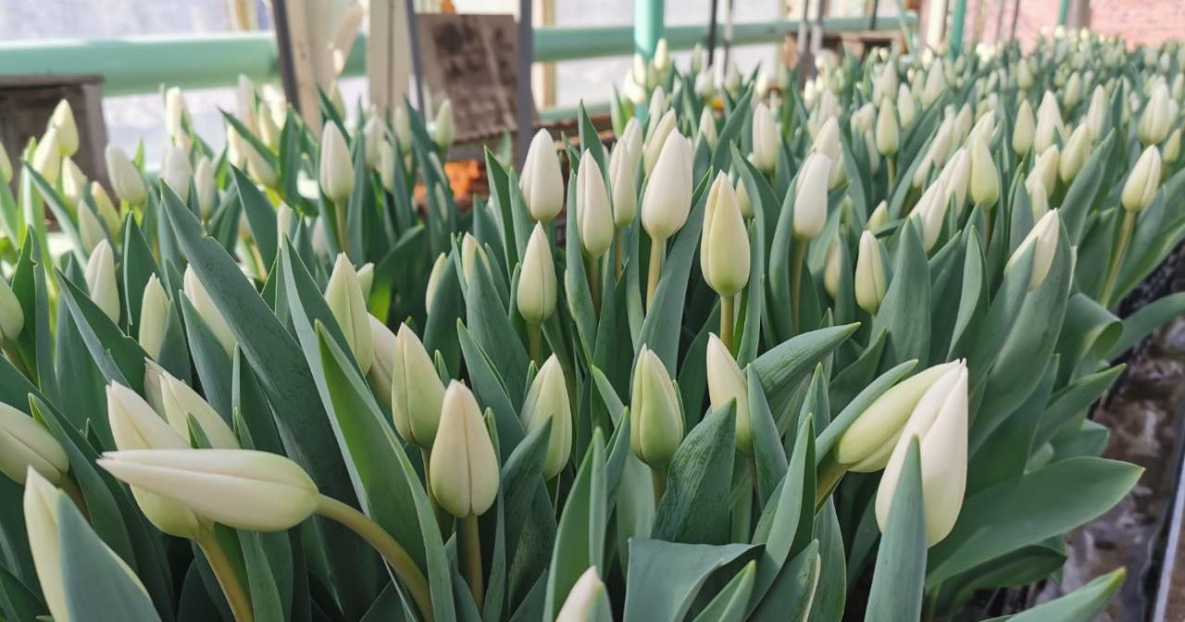 В Хабаровске к 8 марта вырастили 10 тысяч тюльпанов