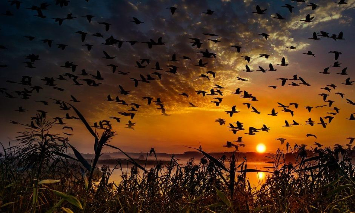 Перелётные птицы начали массовую миграцию на юг через Хабаровский край