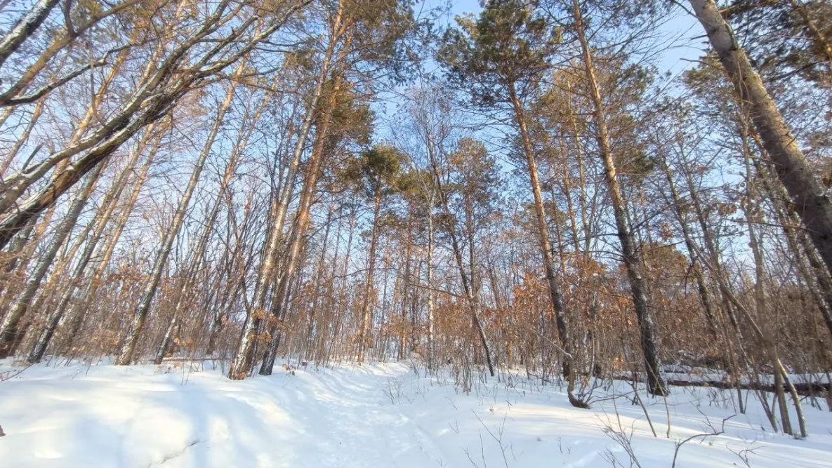 Снежный циклон надвигается на Хабаровский край 