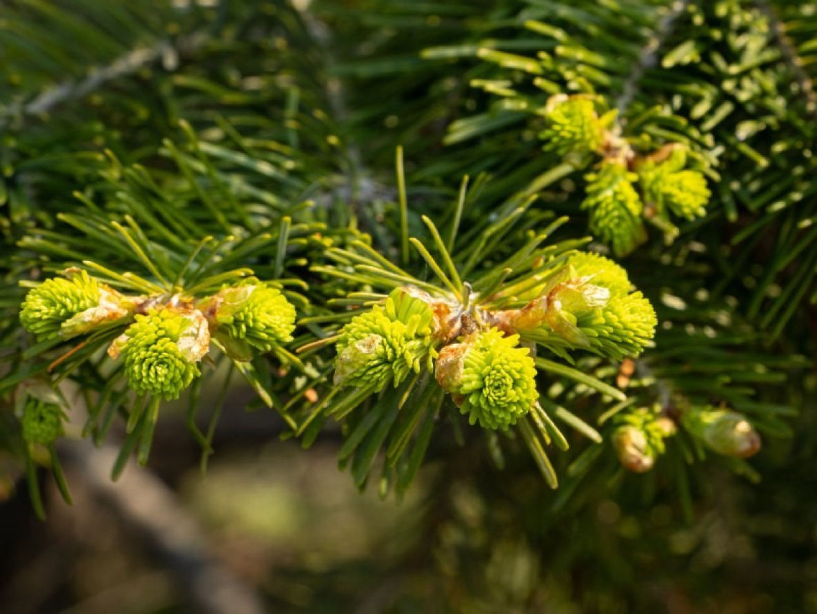 Погода на 21 мая: из Хабаровского края дожди не спешат уходить
