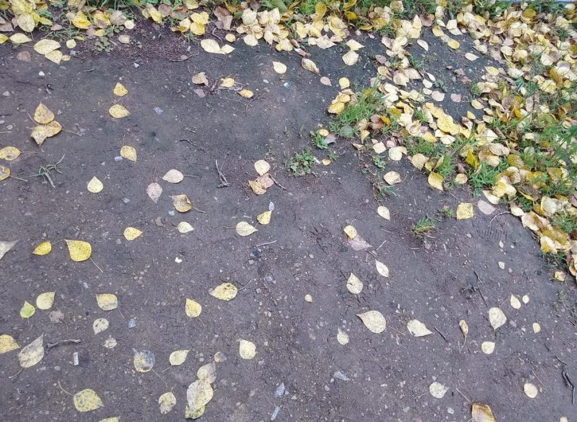 Отчего опадают деревья в Хабаровске?