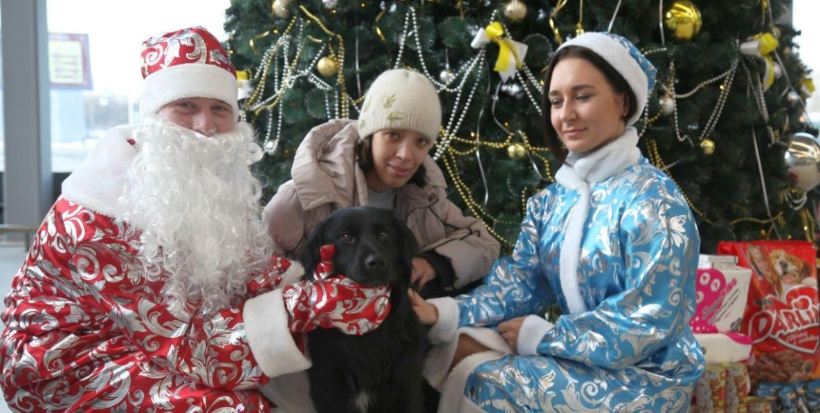 Брошенный хозяевами в аэропорту Хабаровска пёс остаётся бездомным