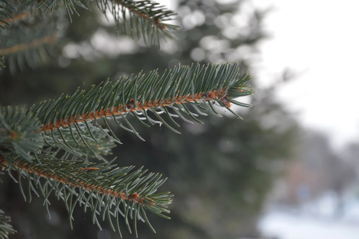 Чего ожидать от погоды в Хабаровском крае в пятницу 13-го?