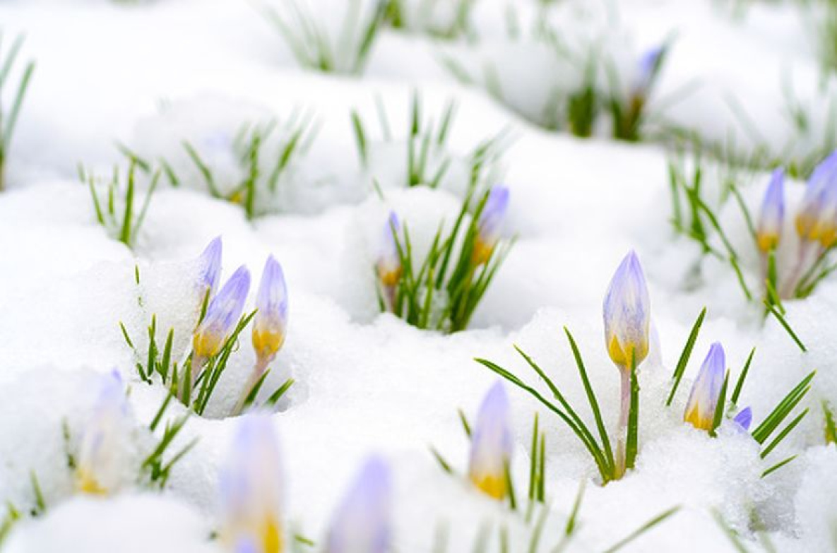 В Хабаровске 3 марта ожидается небольшой снег