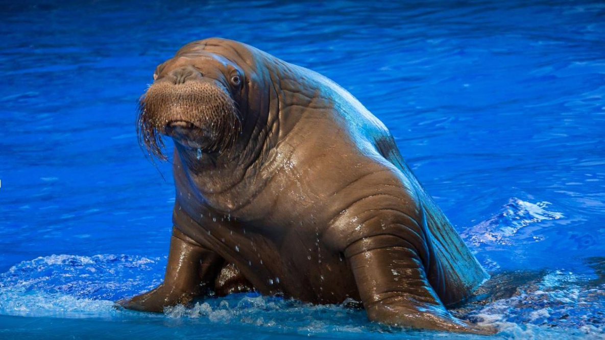 Работу дельфинария во Владивостоке остановили из-за брачных игр моржа