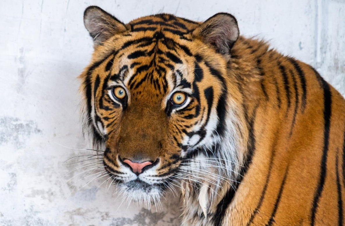 В хабаровском «Утёсе» обустраивают вольер для нового тигра