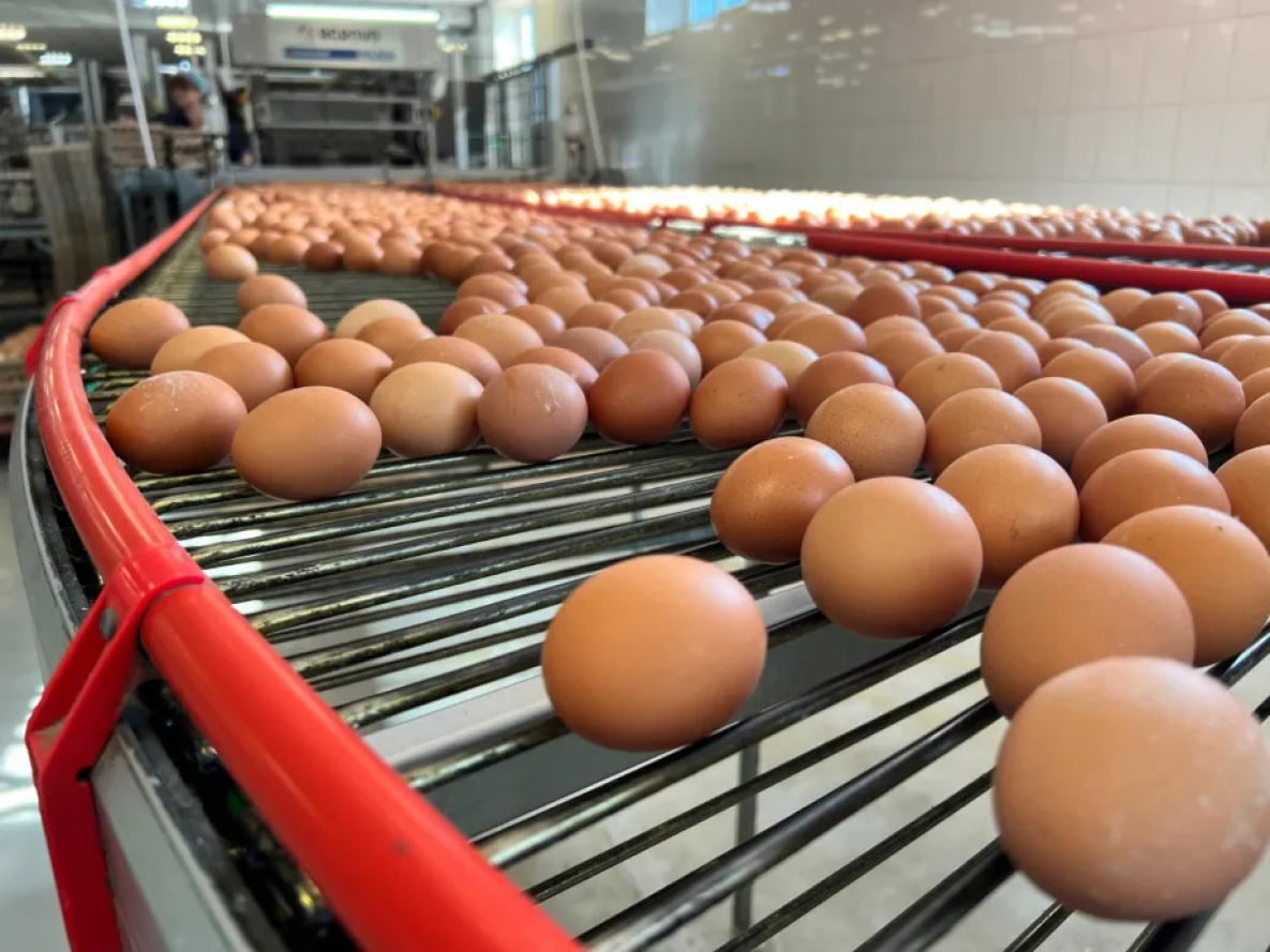 Птицефабрика в Хабаровске внедрила в производство искусственный интеллект