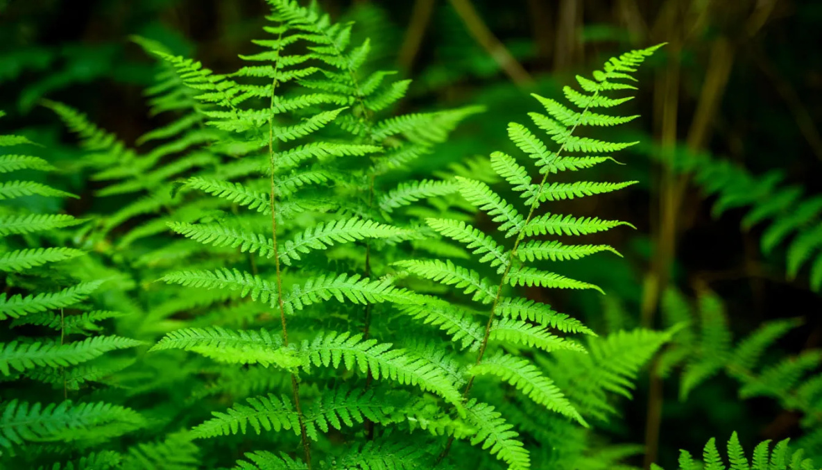 Народные приметы на 7 июля: не стоит заниматься сельхозработами