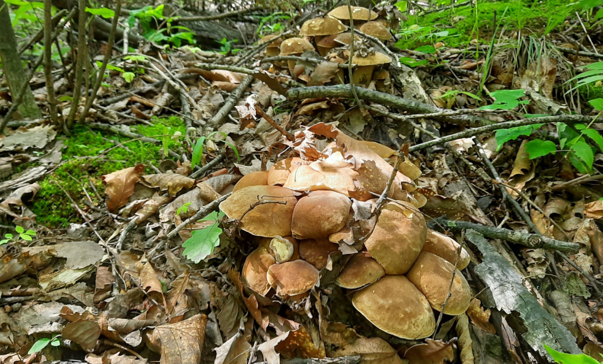 Белые грибы «сошли с ума» в лесах под Хабаровском