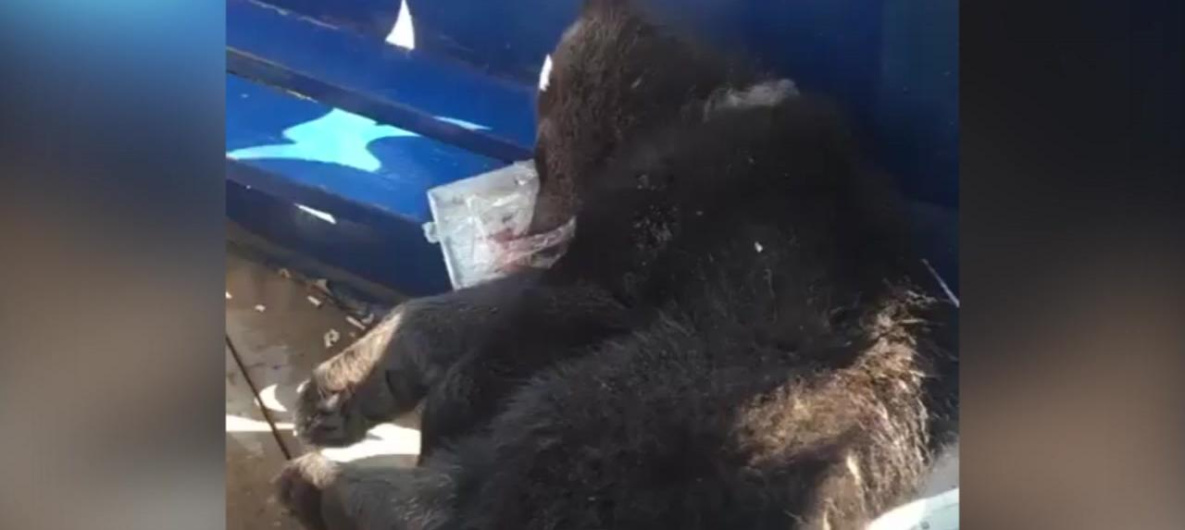 Под Хабаровском поезд сбил медвежью семью