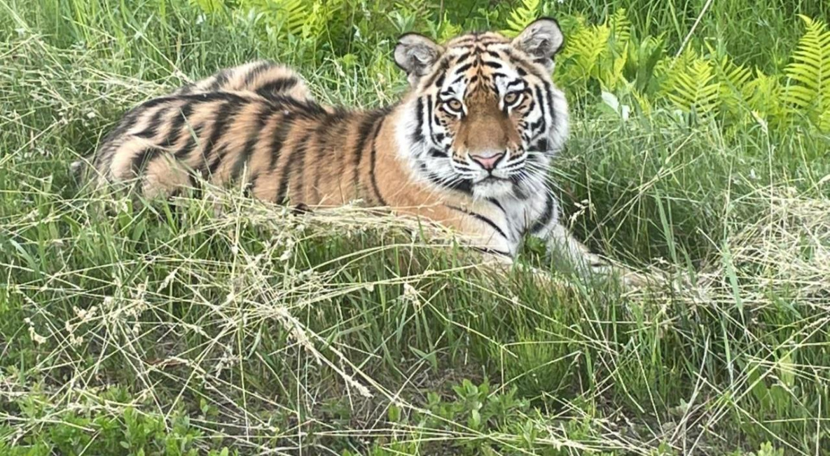 В Хабаровском крае раскрыли первые итоги переписи тигров