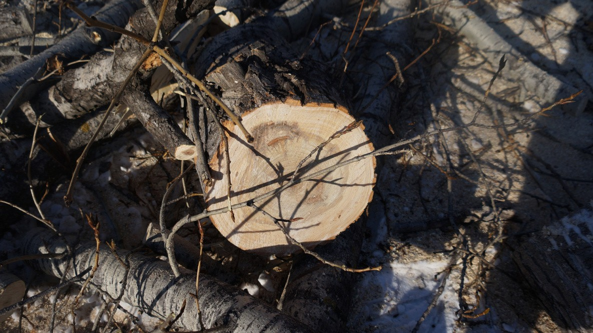 Общественники и экологи оценят обрезку деревьев в Хабаровске 