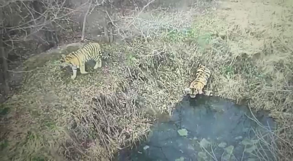 Охотоведы рассказали об удивительной дружбе двух тигриц из Хабаровского края