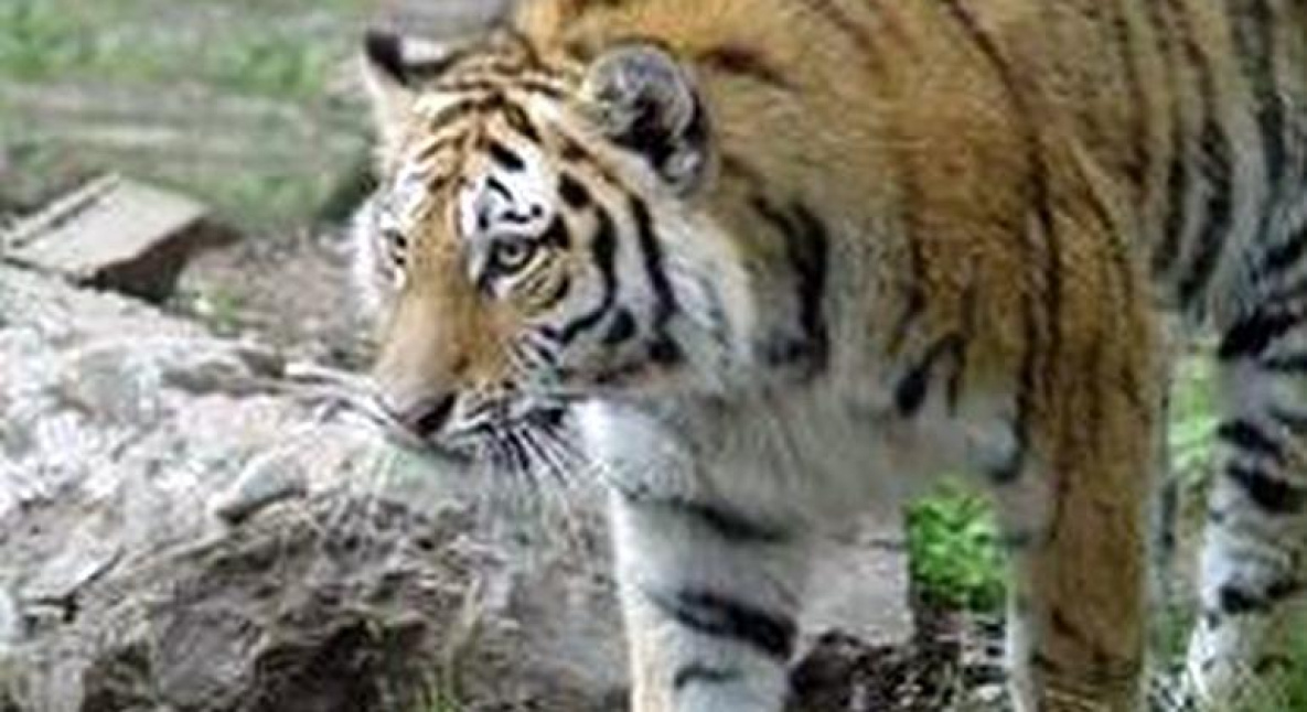 Амурский тигр скончался на борту самолёта из Москвы в Хабаровск