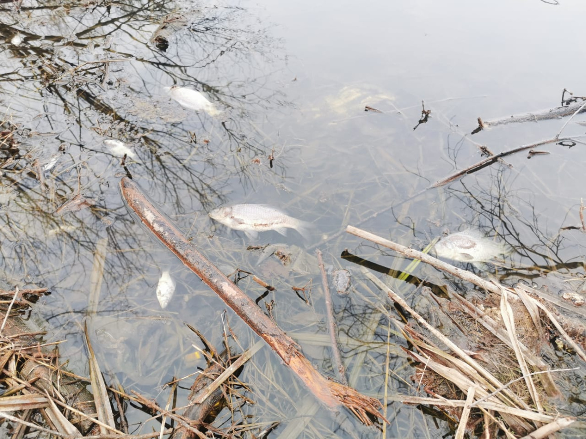 Мёртвая рыба покрыла озёра хабаровского питомника Лукашова
