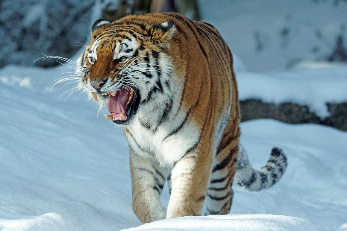 В Хабаровском крае отловят сразу шесть конфликтных тигров