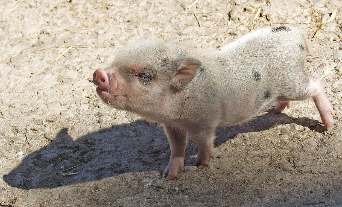 Еще около тысячи свиней уничтожат в Хабаровском крае