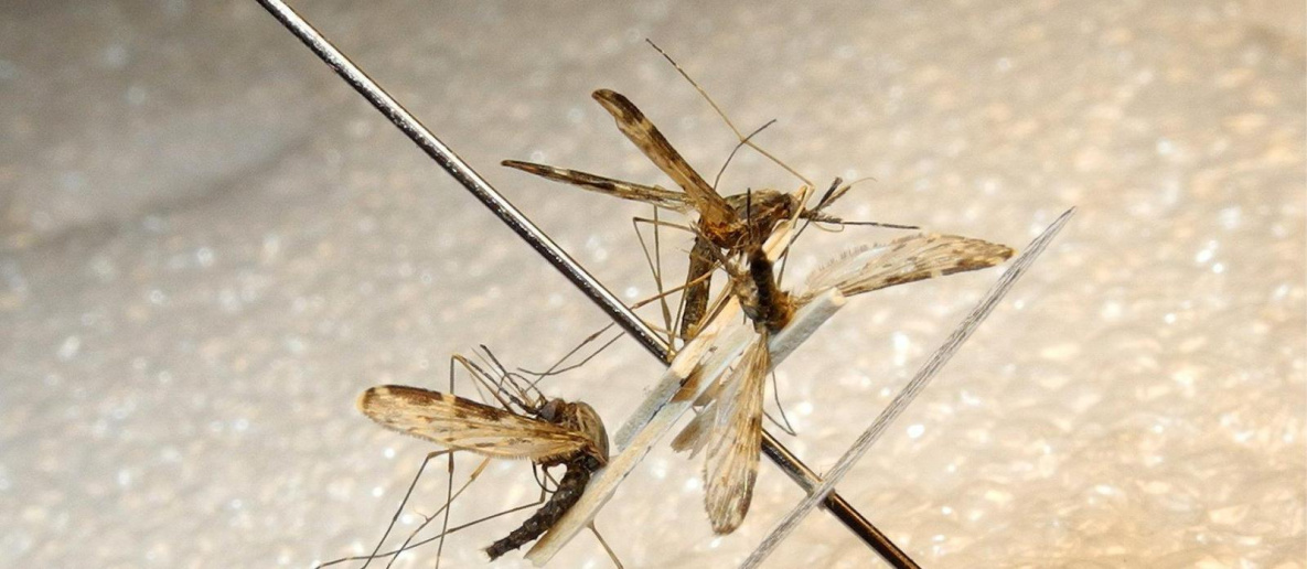 В Хабаровском крае нашли переносчиков малярии и «малой чумы»