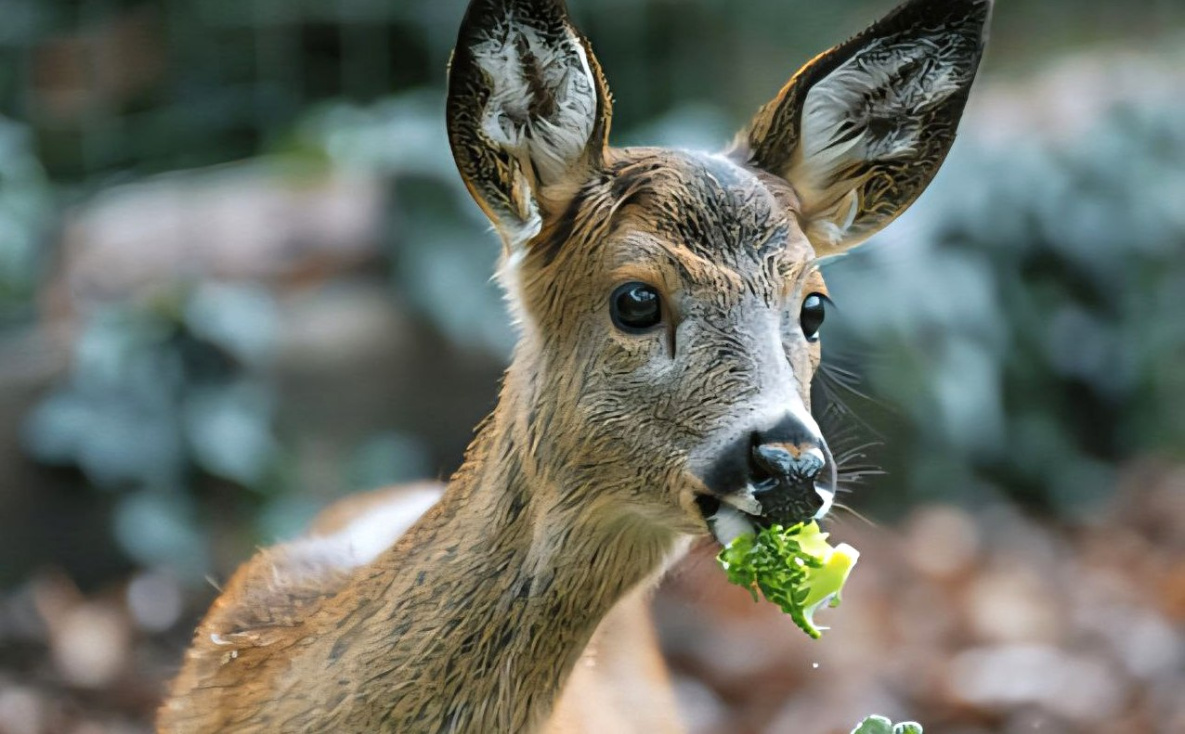 Приамурский зоосад в Хабаровском крае начал акцию «Добрый урожай»