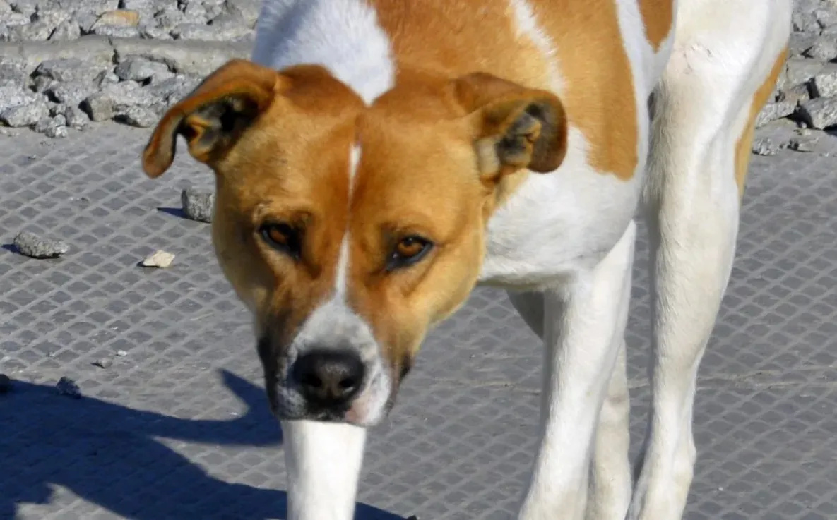 В России серьёзно ужесточат наказание за самовыгул собак