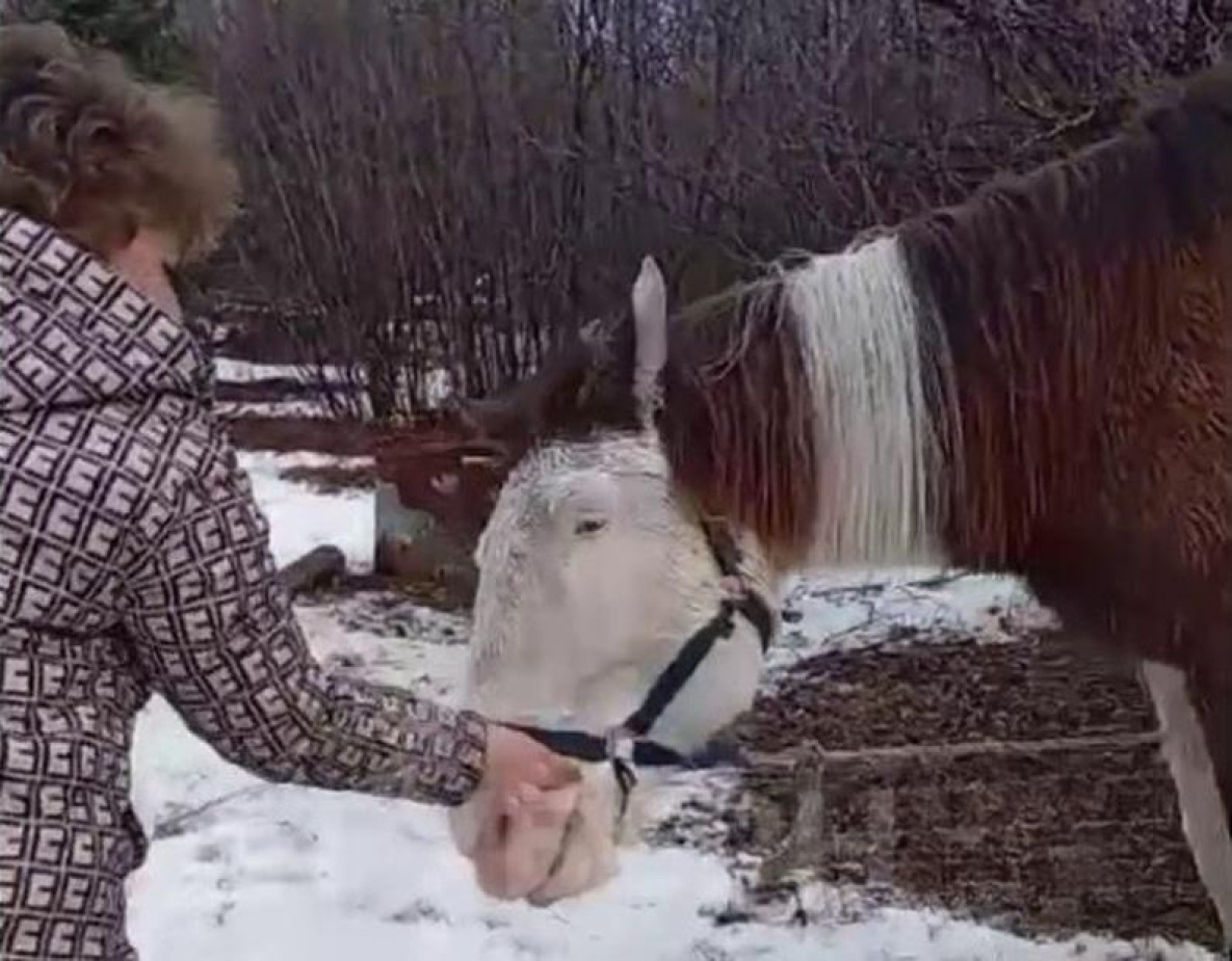 Неравнодушные люди в Хабаровском крае спасли от нерадивых хозяев коня