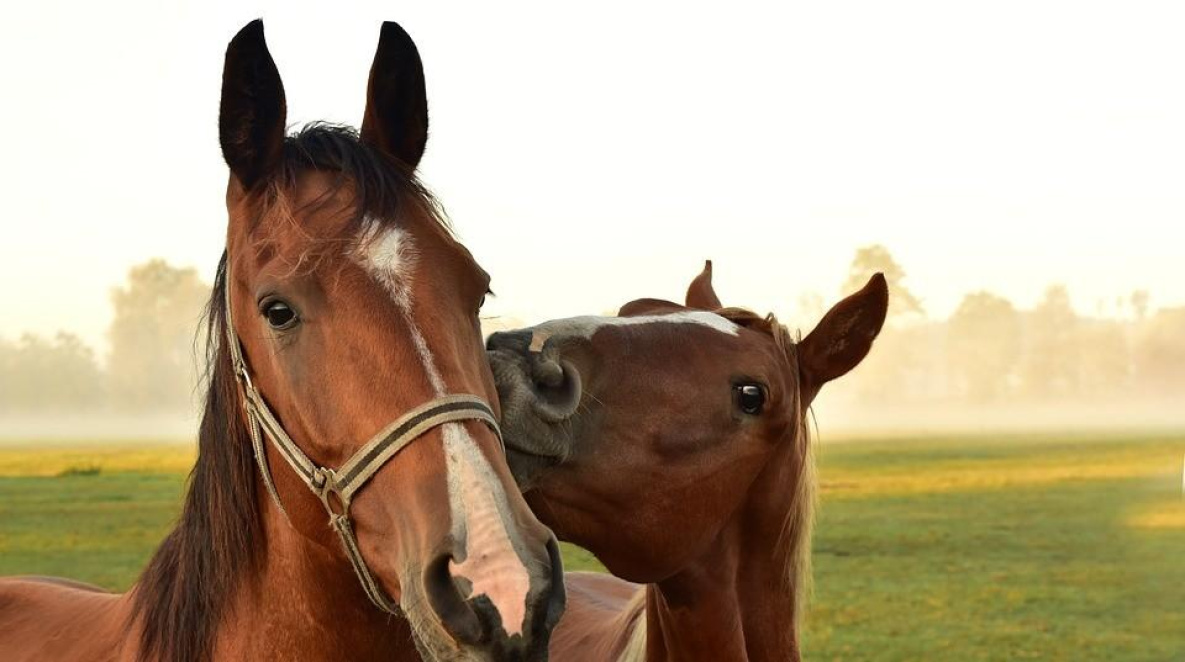 В Хабаровском крае обнаружили инфекционную анемию лошадей