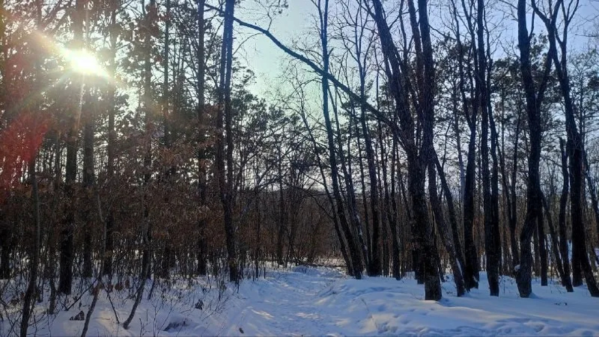 В Хабаровском крае будет тепло, но до рекорда недостаточно 