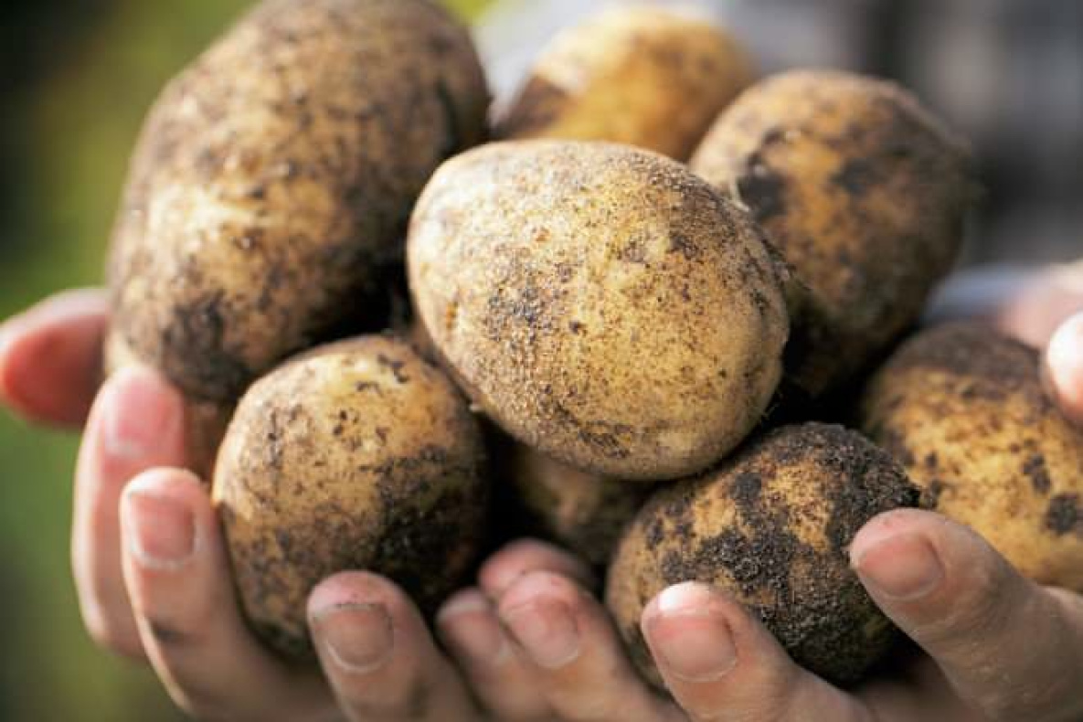 В Хабаровске займутся выращиванием элитного картофеля 