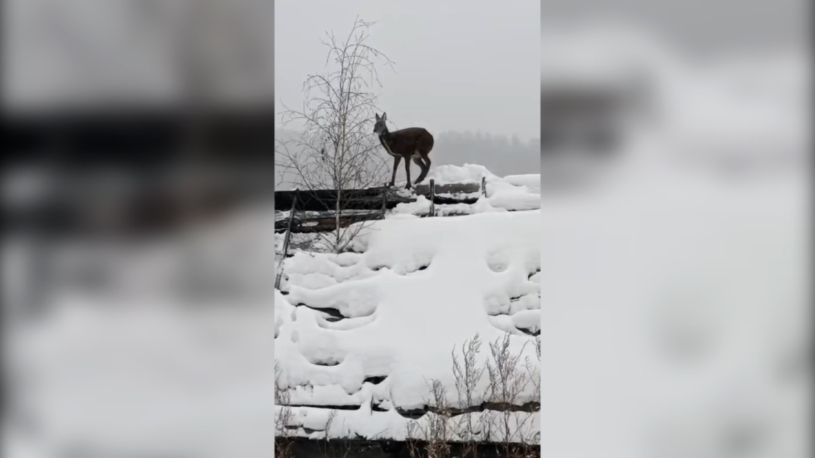 Саблезубый олень забрался на крышу дома в Хабаровском крае